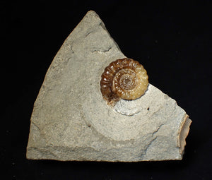 Calcite Promicroceras ammonite fossil display piece (26 mm)