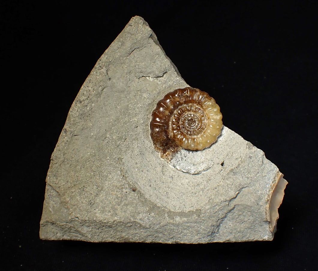 Calcite Promicroceras ammonite fossil display piece (26 mm)