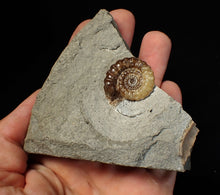 Load image into Gallery viewer, Calcite Promicroceras ammonite fossil display piece (26 mm)
