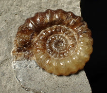 Load image into Gallery viewer, Calcite Promicroceras ammonite fossil display piece (26 mm)

