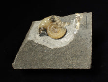 Load image into Gallery viewer, Calcite Promicroceras ammonite fossil display piece (25 mm)

