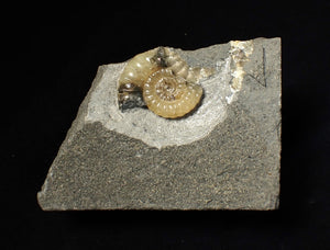 Calcite Promicroceras ammonite fossil display piece (25 mm)