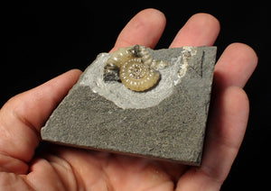 Calcite Promicroceras ammonite fossil display piece (25 mm)