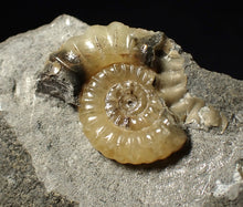 Load image into Gallery viewer, Calcite Promicroceras ammonite fossil display piece (25 mm)
