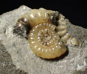 Calcite Promicroceras ammonite fossil display piece (25 mm)