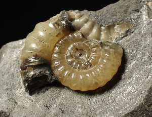 Calcite Promicroceras ammonite fossil display piece (25 mm)
