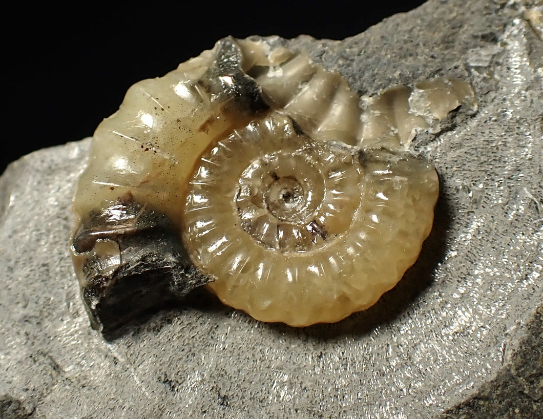 Calcite Promicroceras ammonite fossil display piece (25 mm)