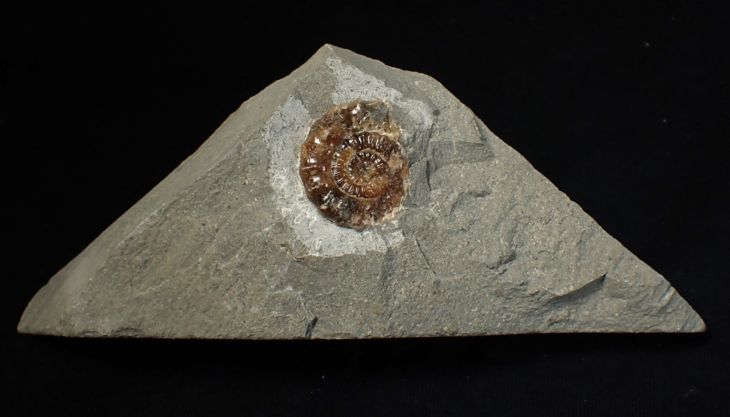 Calcite Promicroceras ammonite fossil display piece (26 mm)