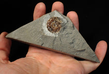 Load image into Gallery viewer, Calcite Promicroceras ammonite fossil display piece (26 mm)
