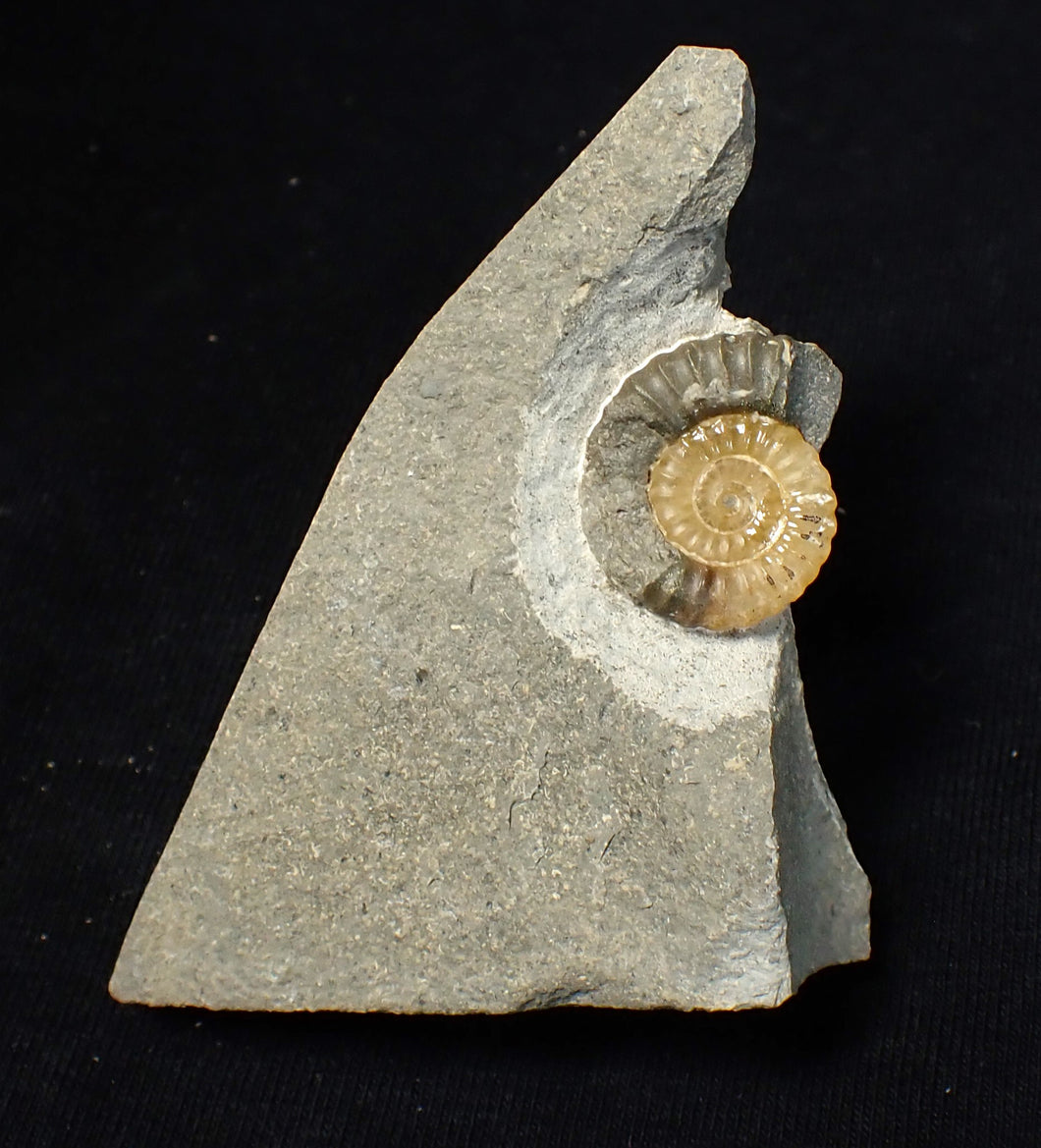 Calcite Promicroceras ammonite fossil display piece (20 mm)