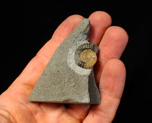 Load image into Gallery viewer, Calcite Promicroceras ammonite fossil display piece (20 mm)
