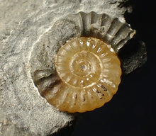 Load image into Gallery viewer, Calcite Promicroceras ammonite fossil display piece (20 mm)
