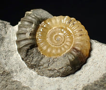 Load image into Gallery viewer, Calcite Promicroceras ammonite fossil display piece (20 mm)
