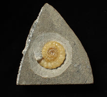 Load image into Gallery viewer, Calcite Promicroceras ammonite fossil display piece (26 mm)
