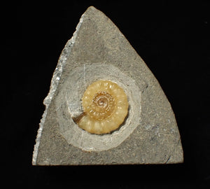Calcite Promicroceras ammonite fossil display piece (26 mm)