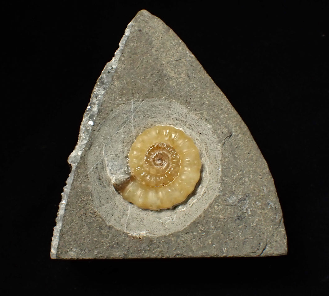Calcite Promicroceras ammonite fossil display piece (26 mm)