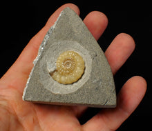 Load image into Gallery viewer, Calcite Promicroceras ammonite fossil display piece (26 mm)

