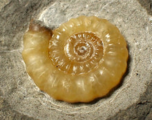 Load image into Gallery viewer, Calcite Promicroceras ammonite fossil display piece (26 mm)
