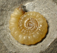 Load image into Gallery viewer, Calcite Promicroceras ammonite fossil display piece (26 mm)

