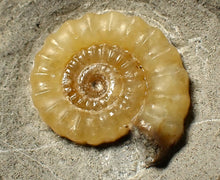 Load image into Gallery viewer, Calcite Promicroceras ammonite fossil display piece (26 mm)
