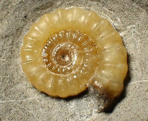 Calcite Promicroceras ammonite fossil display piece (26 mm)