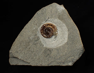 Calcite Promicroceras ammonite fossil display piece (23 mm)