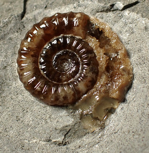 Calcite Promicroceras ammonite fossil display piece (23 mm)