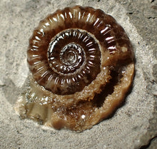 Load image into Gallery viewer, Calcite Promicroceras ammonite fossil display piece (23 mm)

