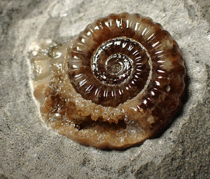 Calcite Promicroceras ammonite fossil display piece (23 mm)