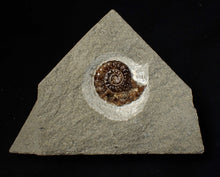 Load image into Gallery viewer, Calcite Promicroceras ammonite fossil display piece (25 mm)
