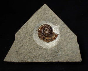 Calcite Promicroceras ammonite fossil display piece (25 mm)