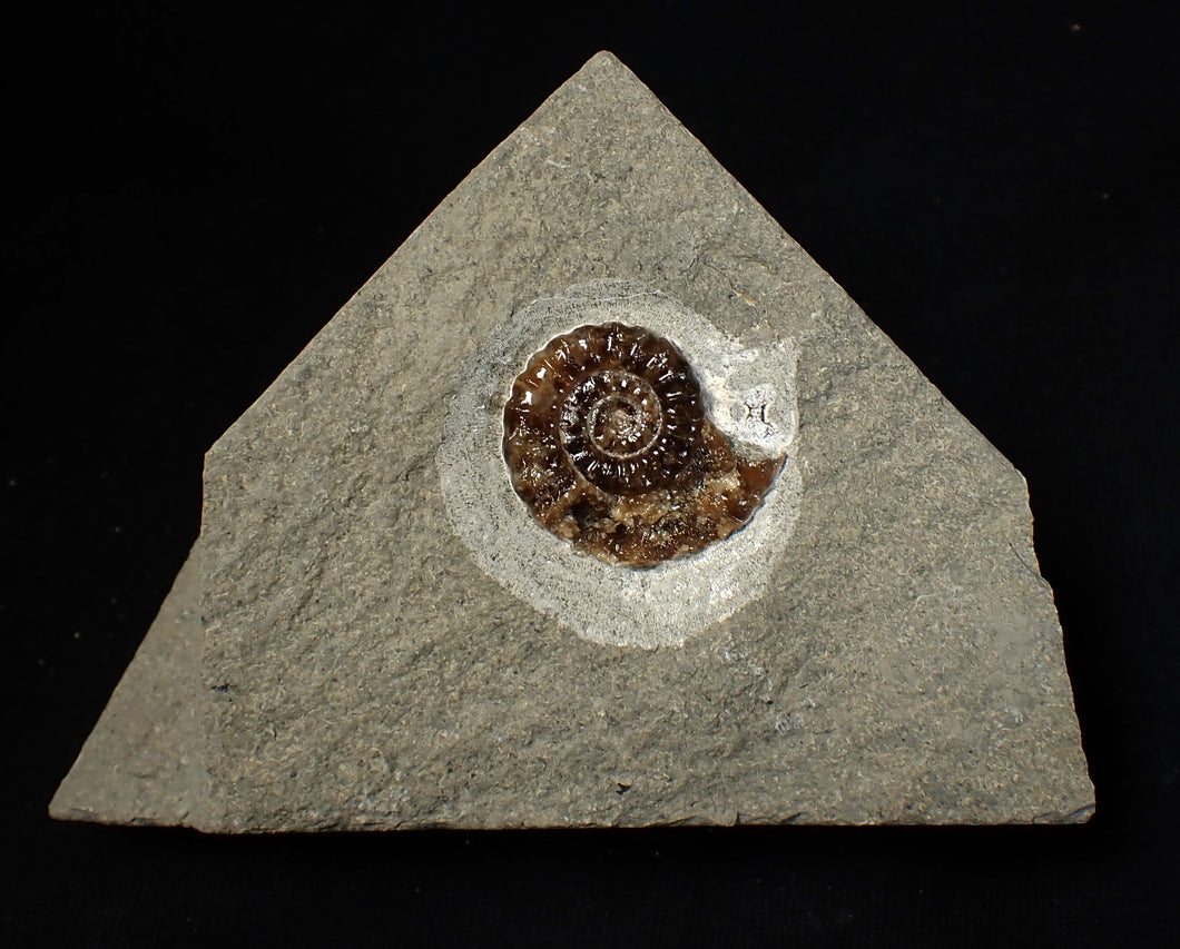 Calcite Promicroceras ammonite fossil display piece (25 mm)