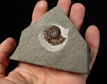 Load image into Gallery viewer, Calcite Promicroceras ammonite fossil display piece (25 mm)
