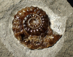 Calcite Promicroceras ammonite fossil display piece (25 mm)
