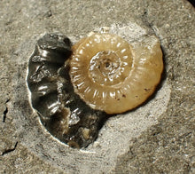 Load image into Gallery viewer, Calcite Promicroceras ammonite fossil display piece (22 mm)
