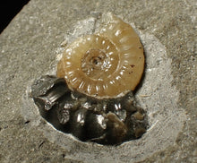 Load image into Gallery viewer, Calcite Promicroceras ammonite fossil display piece (22 mm)
