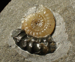 Calcite Promicroceras ammonite fossil display piece (22 mm)