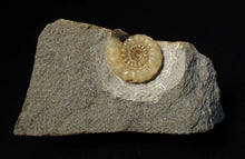Load image into Gallery viewer, Calcite Promicroceras ammonite fossil display piece (25mm)
