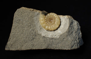 Calcite Promicroceras ammonite fossil display piece (25mm)