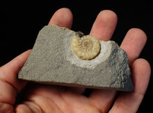 Load image into Gallery viewer, Calcite Promicroceras ammonite fossil display piece (25mm)

