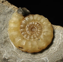 Load image into Gallery viewer, Calcite Promicroceras ammonite fossil display piece (25mm)
