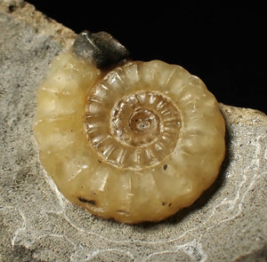 Calcite Promicroceras ammonite fossil display piece (25mm)