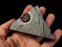 Load image into Gallery viewer, Calcite Promicroceras ammonite fossil display piece (25 mm)
