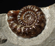 Load image into Gallery viewer, Calcite Promicroceras ammonite fossil display piece (25 mm)
