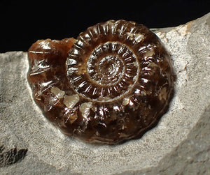 Calcite Promicroceras ammonite fossil display piece (25 mm)
