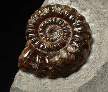 Load image into Gallery viewer, Calcite Promicroceras ammonite fossil display piece (25 mm)
