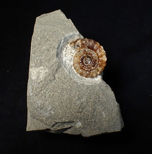 Calcite Promicroceras ammonite fossil display piece (23 mm)
