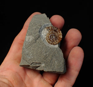 Calcite Promicroceras ammonite fossil display piece (23 mm)