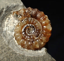 Load image into Gallery viewer, Calcite Promicroceras ammonite fossil display piece (23 mm)
