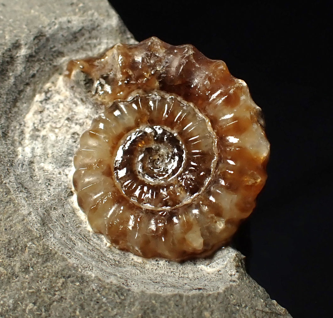 Calcite Promicroceras ammonite fossil display piece (23 mm)